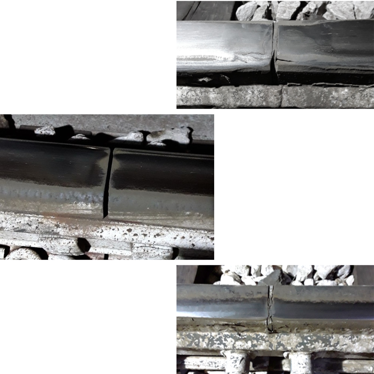 ivmtech_octopus_fig_08